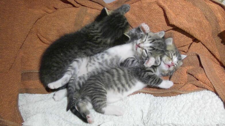 Unsere kleinen Katzen