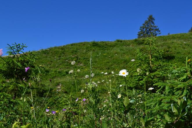 Blumen Landschaft am Ifen