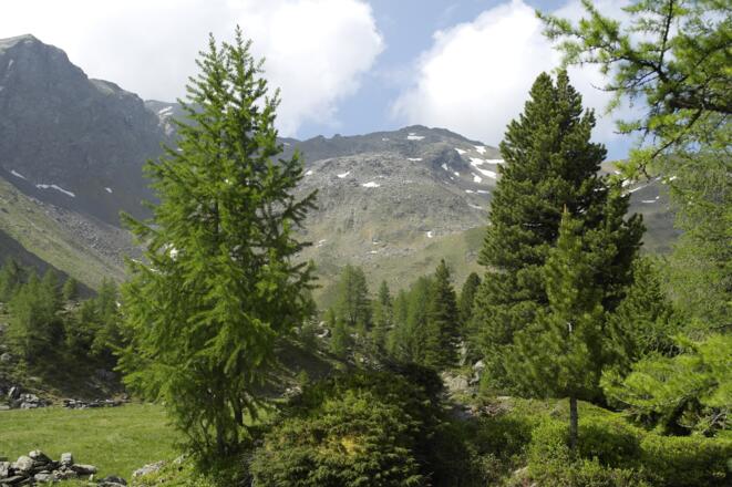 Lärche - Gollitschspitze - Zirbe