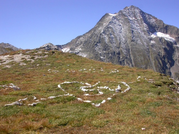 Habicht im Hintergrund