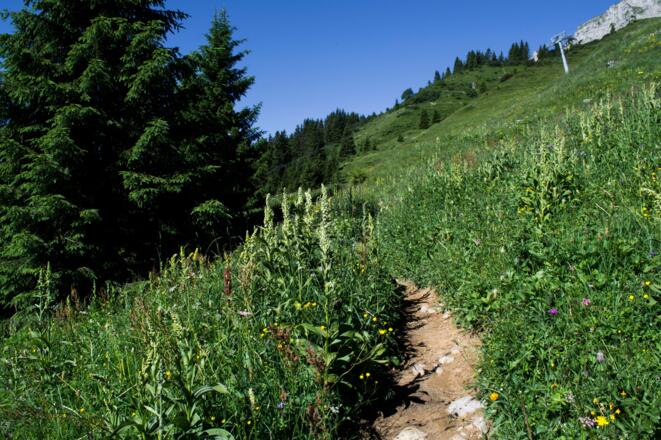 Wanderweg zur Ifenhütte