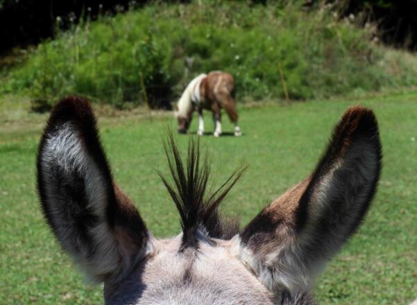 Tiere am Hof