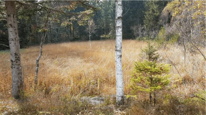 Das Schollomoos im Herbst