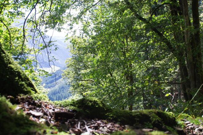 Im Haspelwald zwischen Bergahorn und Fichten