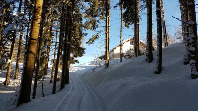 Waldweg zum Kaltenbrunnen
