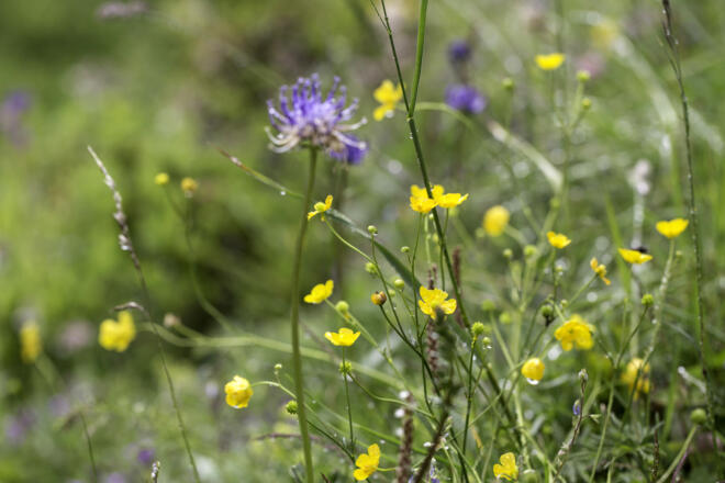 Blumen im Raurisertal
