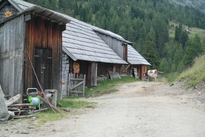 Kuh geht von selbst zum Melken auf der Eselalm
