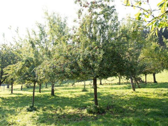 Unsere Streuobstwiese