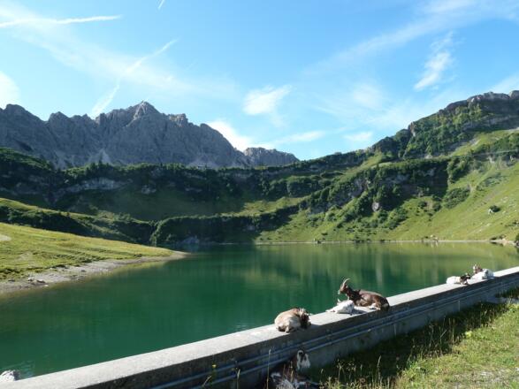 Geißen am Traualpsee
