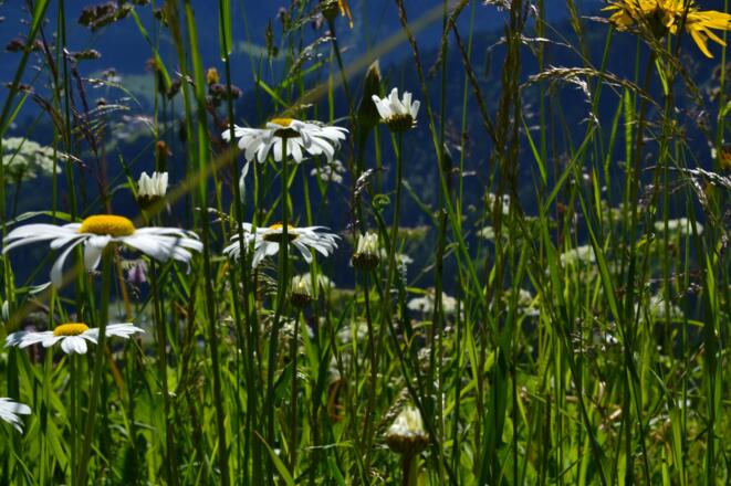 Blumen