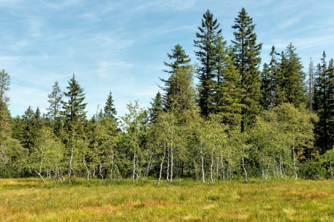 Landschaft am Bödele