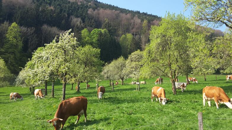 Kühe auf der Weide