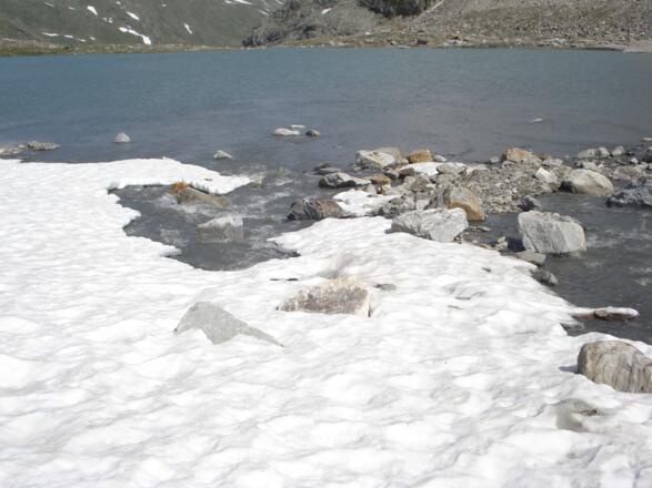 Simonysee