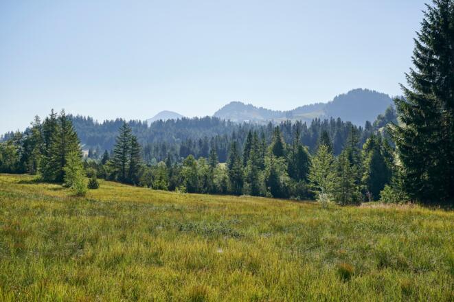 Kojenmoos in Riefensberg
