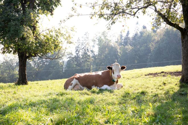 Unsere Kühe