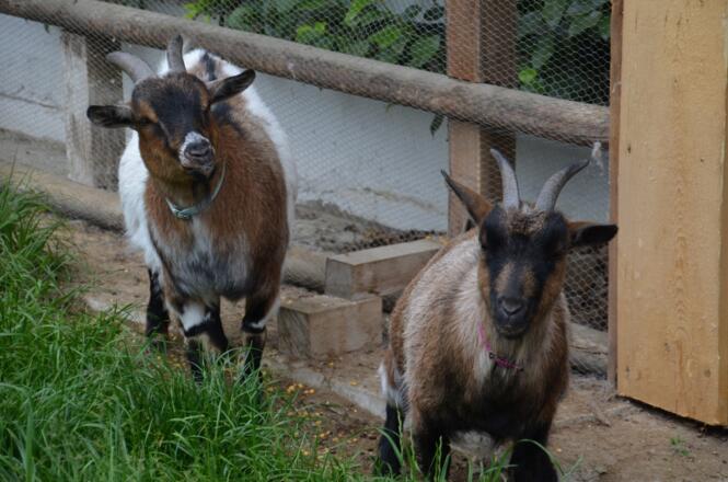 Unsere Ziegen - Nick und Fanny