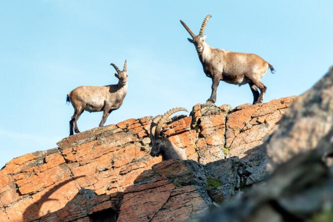 Steinböcke