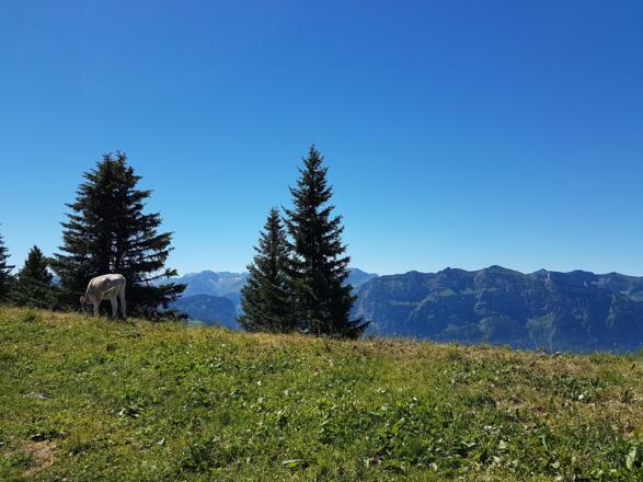 Panoramaweg Baumgarten