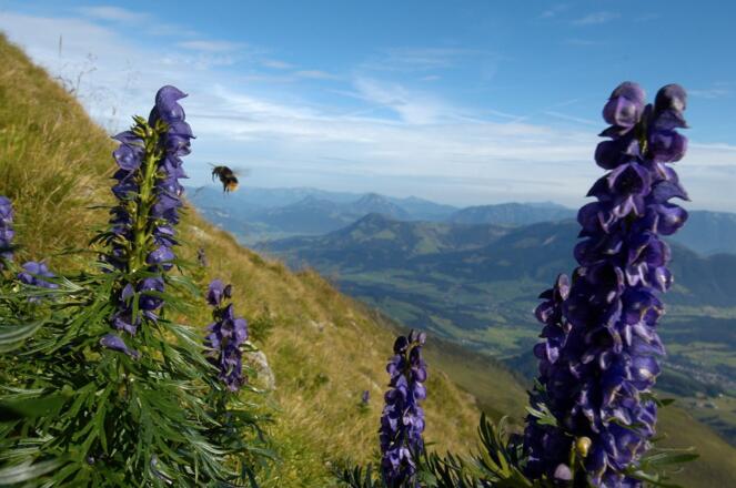 Alpenblumen PillerseeTal