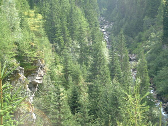 Wald und Bach am Knappenweg