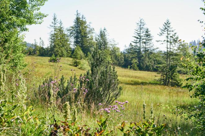 Kojenmoos in Riefensberg