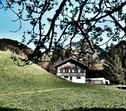 Oberbezau