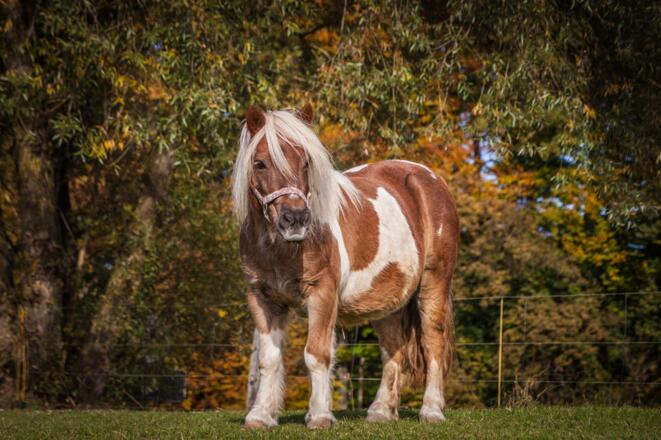 Pony auf der Koppel