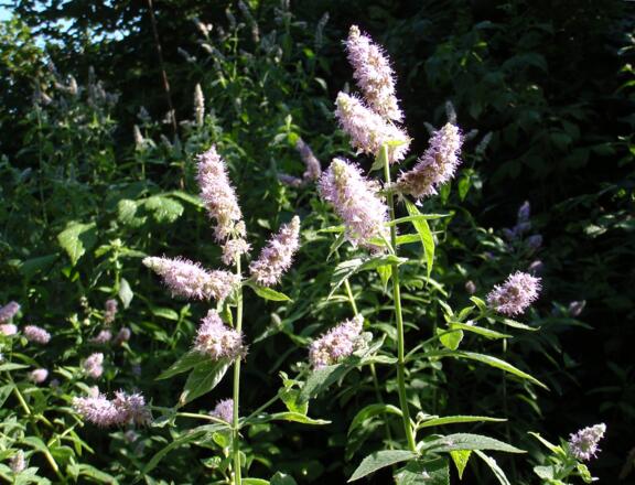 Blühstrauch auf 690m