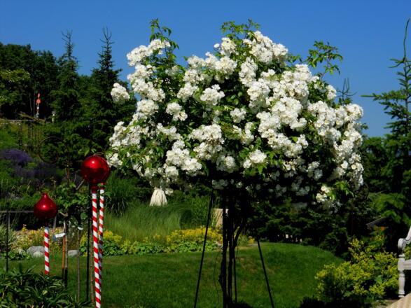 wunderschöne Rosen in Telfes