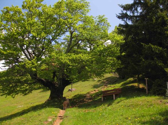 Am Weg zur Buchensteinwand kurz vor dem Ziel...