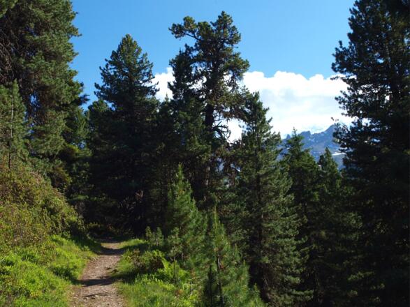 Im Zirbenwald um 1800m