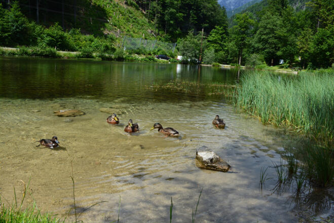 Wiesensee mit Enten in Hochfilzen