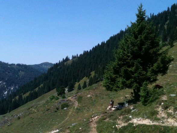 Traunwandalm