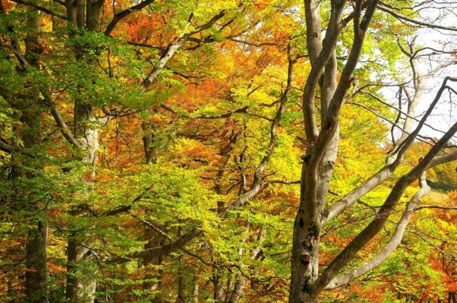 Im Herbst entfaltet der Buchenwald seine ganze Farbenpracht