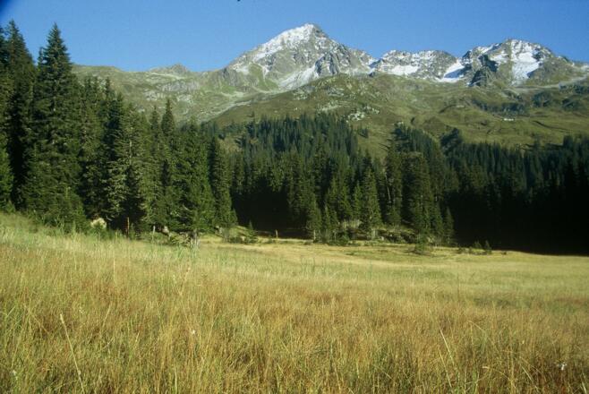 Wildried mit Blick zur Lobspitze