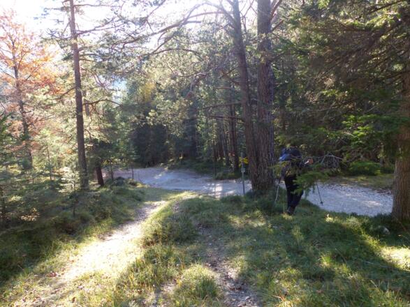 Auf ca. 1100 m mündet der Steig in die Forststraße an.