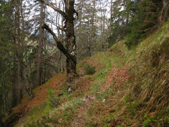 Durch den Wald am Warminger Höhenmarsch