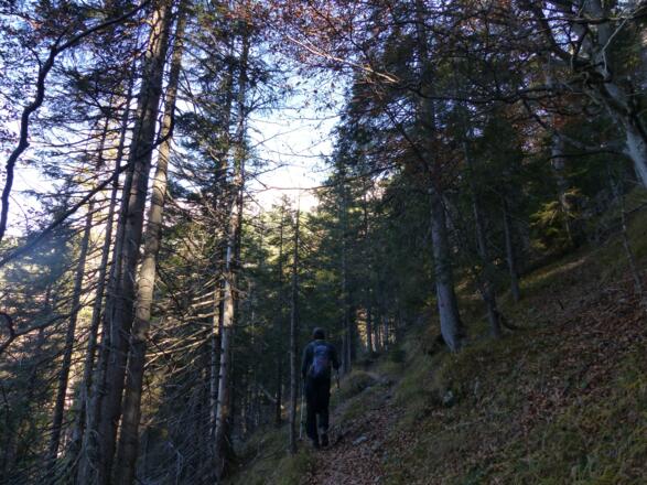 Schön angelegt ist der Steig durch den schattenspendenden Wald.