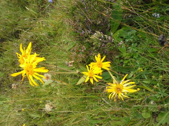Die bekannte Heilpflanze Arnika - Wer nun jedoch auf die Idee kommt, die Müden Glieder selbst zu behandeln sei gewarnt: Arnika ist leicht giftig und steht außerdem unter Schutz.