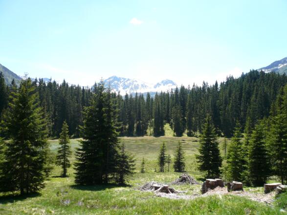 Hochmoor - Wild Ried