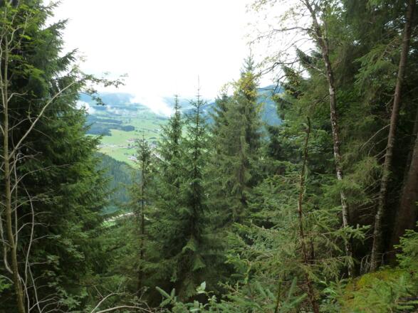 Abstieg durch dichten Bergwald.