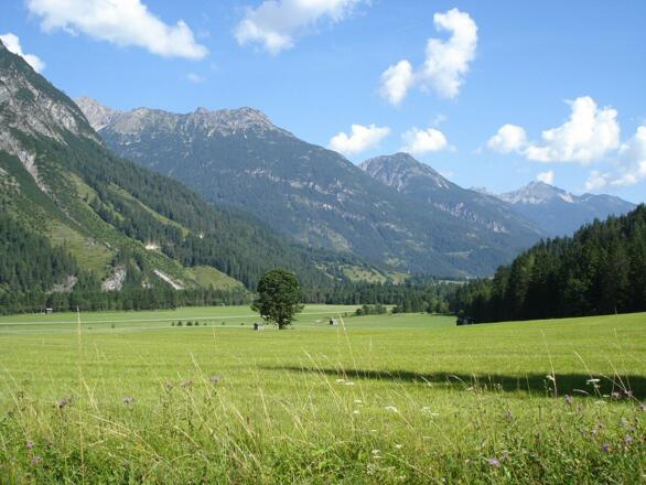Blumenwiese vor Elmen