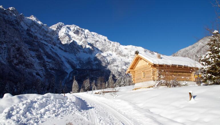 Kühschwalb im Schnee