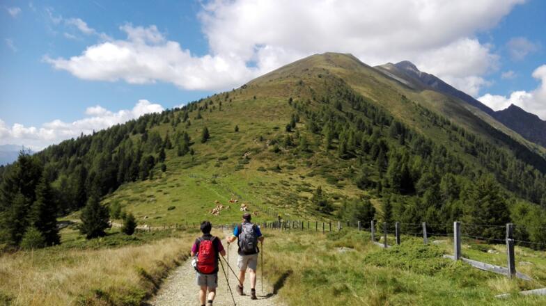 Rückweg über Forstweg bzw. Steig
