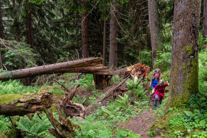im verwunschenen Wald