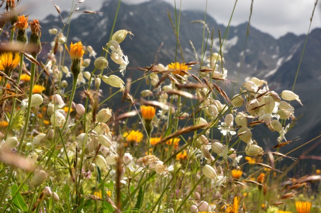 Blumenparadies vor der Plangeroßalm
