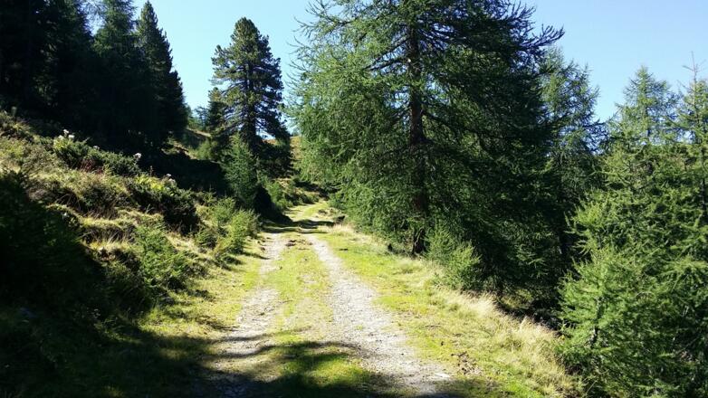 Sie folgen einen Forstweg