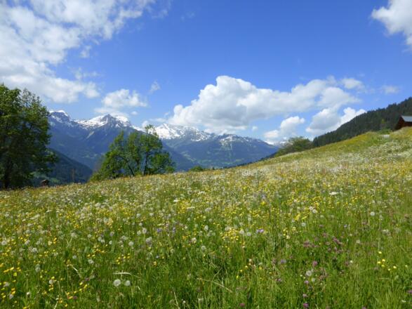Blumenwiese im Gebiet Glän