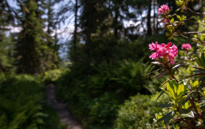 Alpenrosen begleiten den oberen Teil des Weges