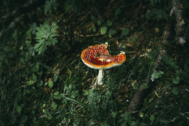 Fliegenpilz  (c) Dominic Berchtold / Vorarlberg Tourismus